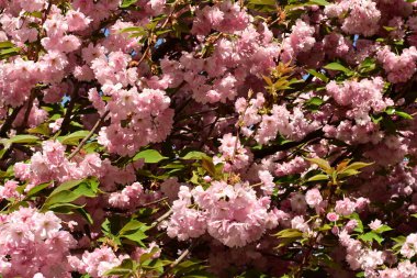 Bahçedeki ağaçta çiçek açan güzel pembe sakura çiçeğini kapat.