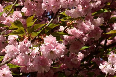 Bahçedeki ağaçta çiçek açan güzel pembe sakura çiçeğini kapat.