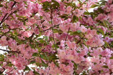 Bahçedeki ağaçta çiçek açan güzel pembe sakura çiçeğini kapat.