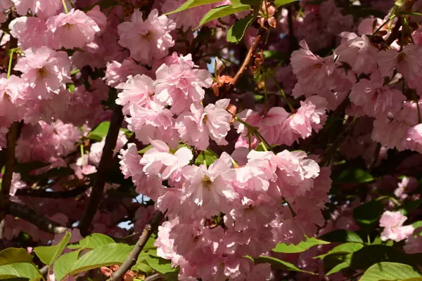 Bahçedeki ağaçta çiçek açan güzel pembe sakura çiçeğini kapat.