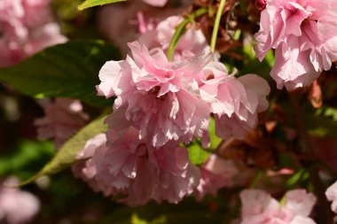 Bahçedeki ağaçta çiçek açan güzel pembe sakura çiçeğini kapat.