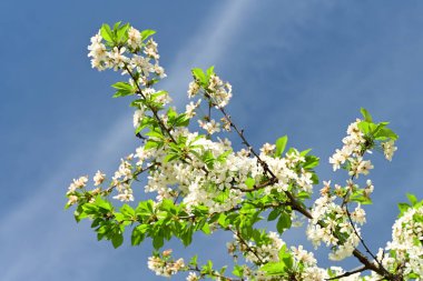 Bahçedeki ağaçta güzel kiraz çiçeklerine yakın.