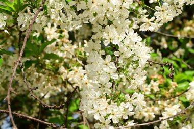 Bahçedeki ağaçta güzel kiraz çiçeklerine yakın.