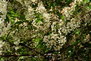 Bahçedeki ağaçta güzel kiraz çiçeklerine yakın.