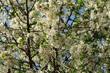Bahçedeki ağaçta güzel kiraz çiçeklerine yakın.