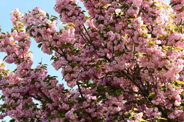 Bahçedeki ağaçta çiçek açan güzel pembe sakura çiçeğini kapat.