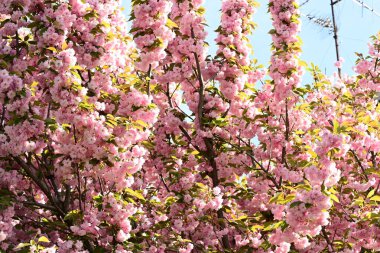 Bahçedeki ağaçta çiçek açan güzel pembe sakura çiçeğini kapat.