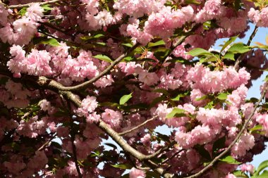 Bahçedeki ağaçta çiçek açan güzel pembe sakura çiçeğini kapat.