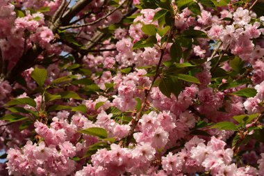Bahçedeki bir ağacın pembe çiçekleri