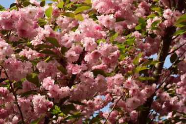 ağaç bahar pembe çiçekler