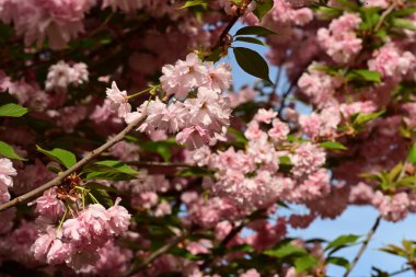 Parkta kiraz çiçeği, bahar