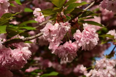 Bahçede güzel bahar çiçekleri