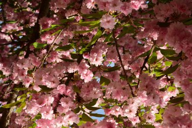 Baharda güzel kiraz çiçeği sakura