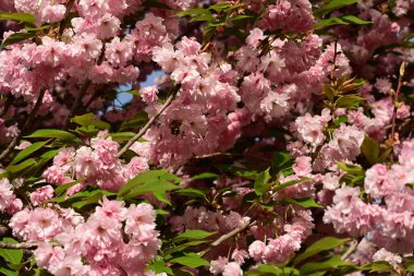 İlkbaharda elma ağaçlarının pembe çiçekleri