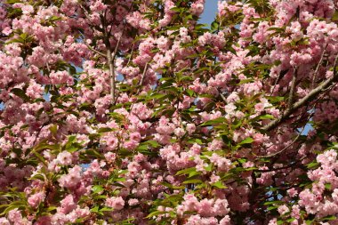 Güzel pembe kiraz çiçekleri baharda