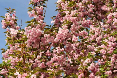 Baharda pembe sakura çiçekleri