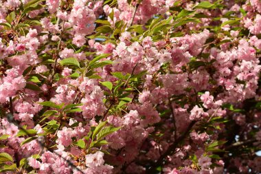 İlkbaharda kiraz çiçeği