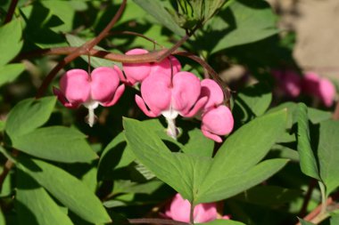 Kırmızı gülün çiçekleri ve tomurcukları