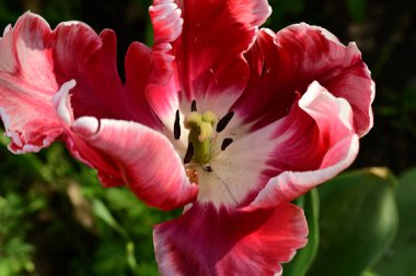 Bahçedeki güzel kırmızı lale