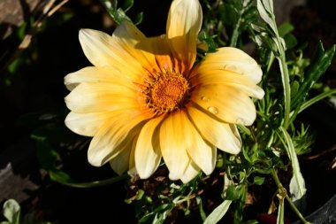 Bahçedeki sarı çiçek