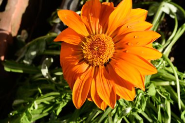 Yakın - çiçek açan güzel çiçeklerin manzarası