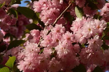 Güzel çiçekler, kapatın.