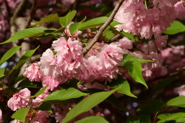 Çiçek açan pembe sakura ağacı