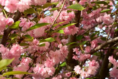 Bahar çiçekleri, kiraz çiçekleri, güzel doğa.