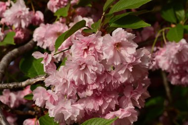 Kiraz çiçeklerinin pembe çiçekleri