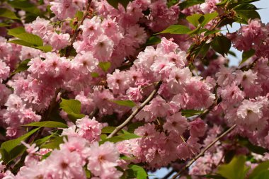 Kiraz çiçekleri. pembe çiçekler. bahar.