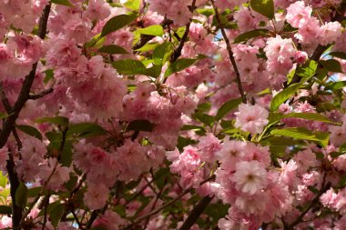 Bahar bahçesinde çiçek açan güzel elma ağacı