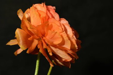 Koyu arkaplanda güzel çiçekler, yaz konsepti, yakın manzara