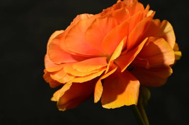 Parlak kırmızı ve sarı çiçeğe yaklaş