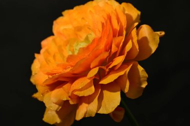 Koyu arkaplanda güzel çiçekler, yaz konsepti, yakın manzara