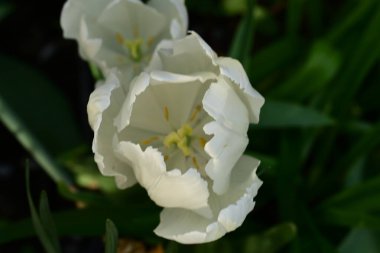 Bahçede büyüyen güzel beyaz laleler