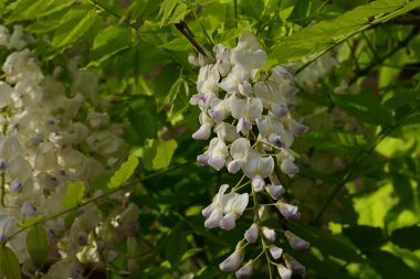 Bahar bahçesinde beyaz leylak