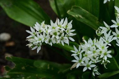 Bahçedeki beyaz zambak.