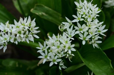 Bahçede güzel bahar çiçekleri