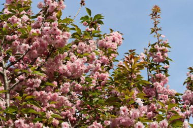 Kiraz çiçekleri, bahar çiçekleri