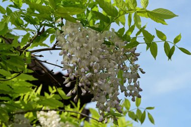 Bahçede açan güzel leylak çiçekleri