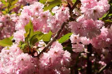 Baharda pembe kiraz çiçekleri
