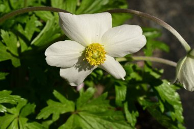 Anemone çiçekleri bahçede