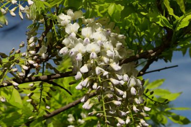 çiçekli ağaç bahar
