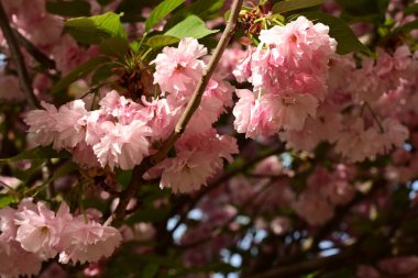 beautiful pink flowers of apple tree in the garden