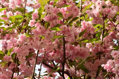 İlkbaharda kiraz çiçekleri