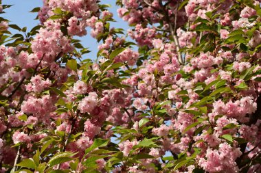 Bahçede çiçek açan ağaç