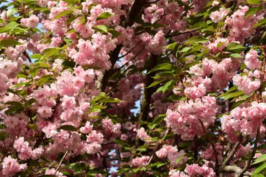 Güzel çiçekler, doğa arka planı.