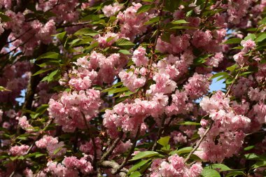 Bahar bahçesinde pembe kiraz çiçekleri, yakın görüş, sakura çiçekleri.