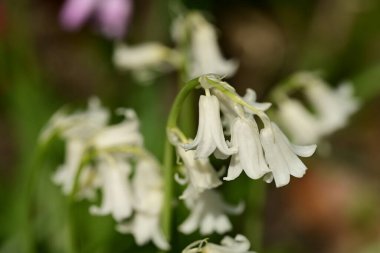 Bahçedeki güzel çiçekler