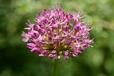 Güzel botanik fotoğrafı, doğal duvar kağıdı.
